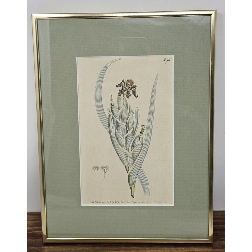 Curtis Botanical Hand Colored Engraving Print 751 Green Variegated Ferraria 1804